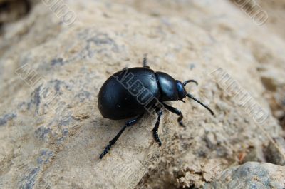 black beetle