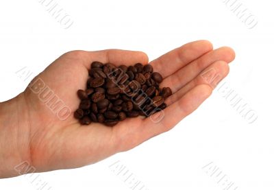 Hollow of the coffe beans in the hand