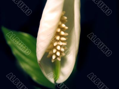 white spathiphyllum