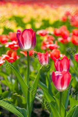 yellow-red tulips