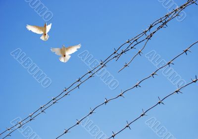 Two doves in sky