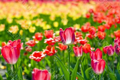 yellow-red tulips