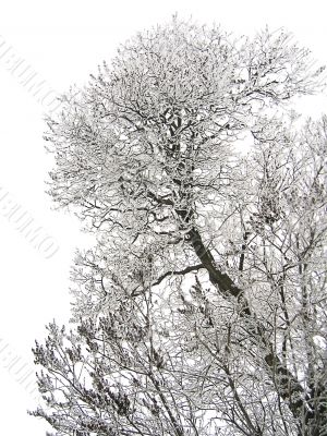 Frozen branches