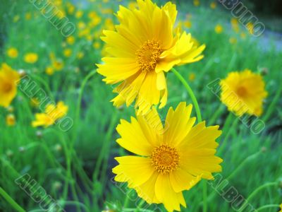 Yellow blossom