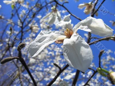 Magnolia