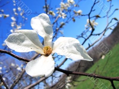 Magnolia