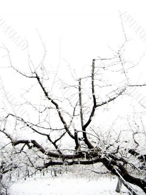 Branches in snow
