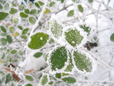 Frozen green leaves