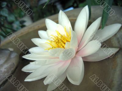 Water lily