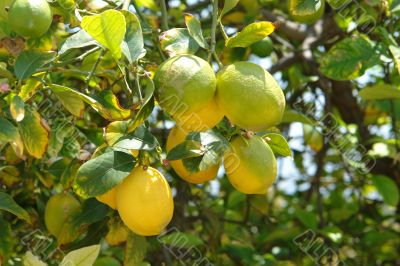 Lemon & Lime Tree