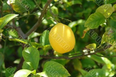 Lemon & Lime Tree