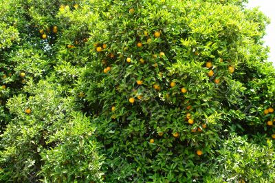 Lemon & Lime Tree