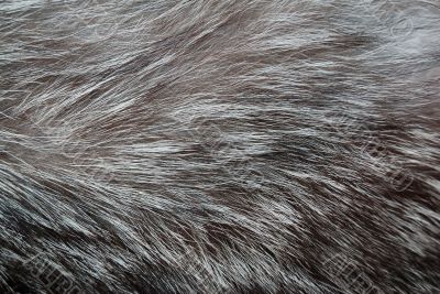 Fashion gray fur