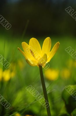 Yellow flower