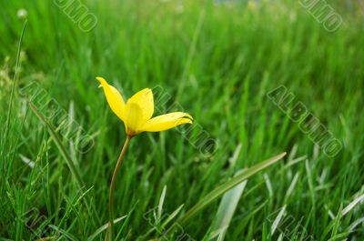 Yellow flower
