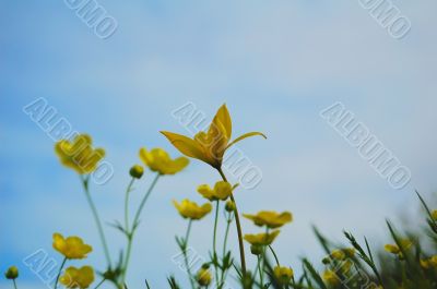 Yellow flowers