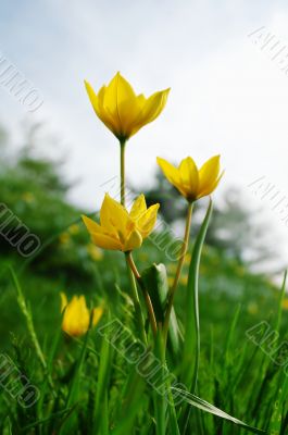 Yellow flowers