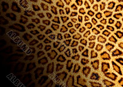 Abstraction leopard background