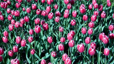 Pink tulips