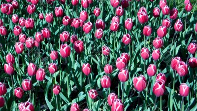 Pink tulips