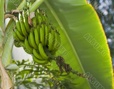 Banana tree