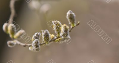 Catkins