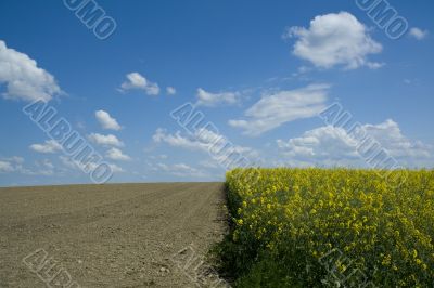 Rural landscape.