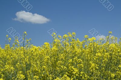 Rape field in bloom