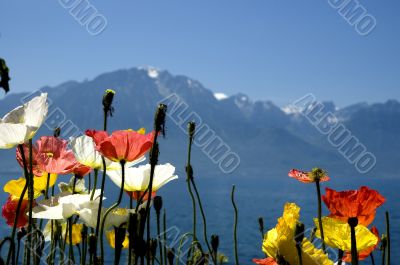 Switzerland Mountains