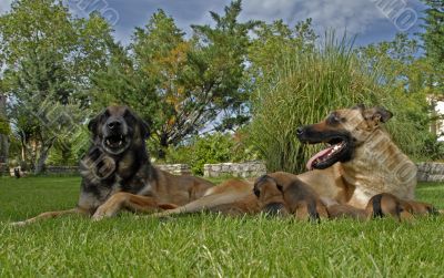 family of belgian shepherd
