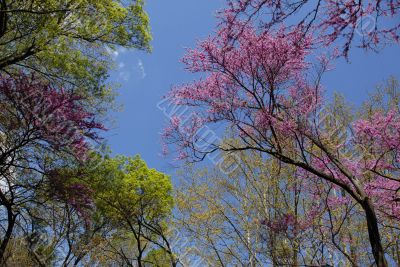 red bud tree in spring