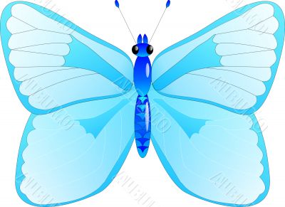 Blue butterfly
