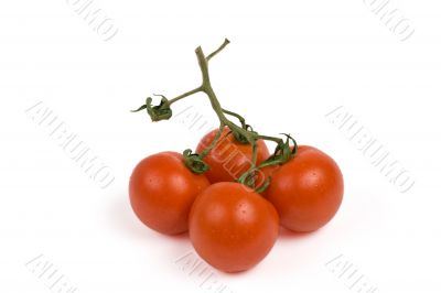 bunch of tomatoes