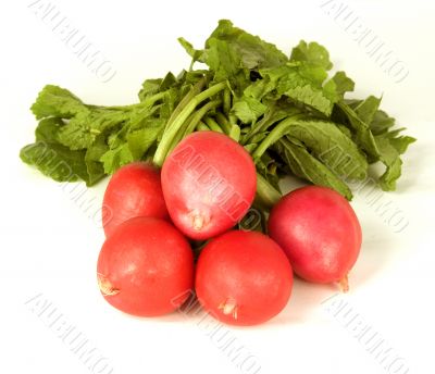 garden radish