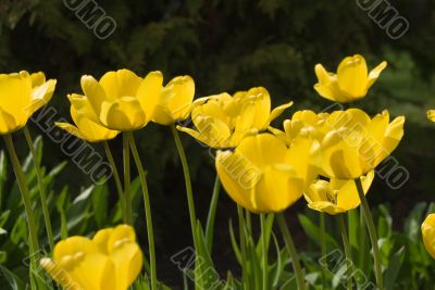 Tulips
