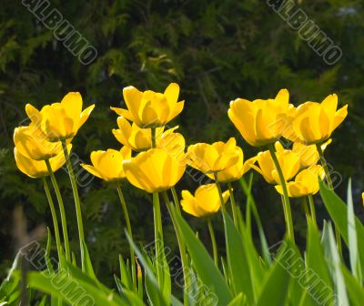 Garden of Tulips