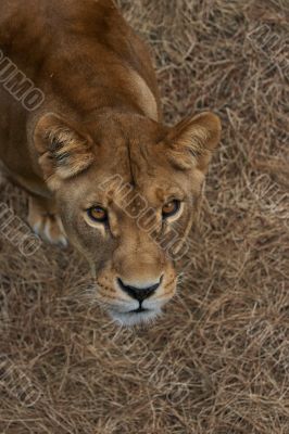 Portrait of Lioness