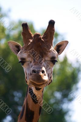 Closeup of a Giraffe head staring at camera.