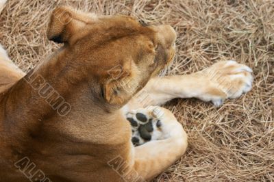 Portrait of Lioness