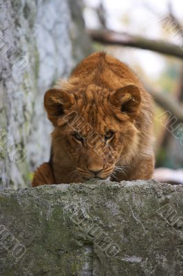 close-up of a cute lion cub