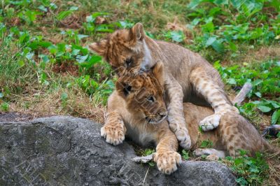 Two young lions together