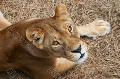 Portrait of Lioness