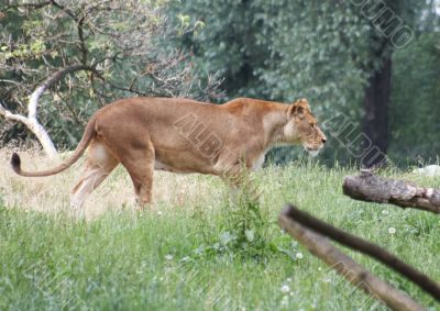 Close-up of an African lioness