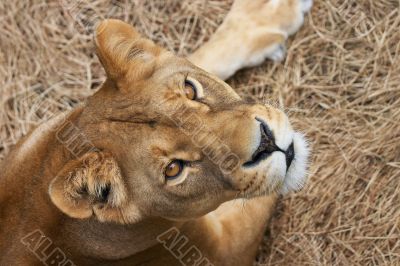 Portrait of Lioness