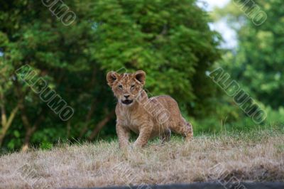 close-up of a cute lion cub