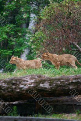 Two young lions together