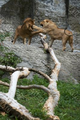 Two young lions together