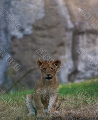close-up of a cute lion cub