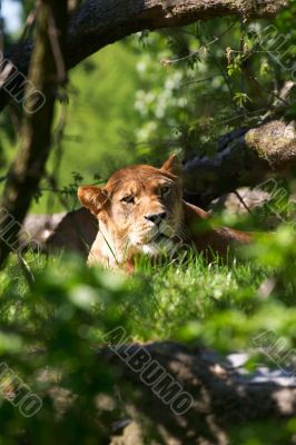 Portrait of Lioness