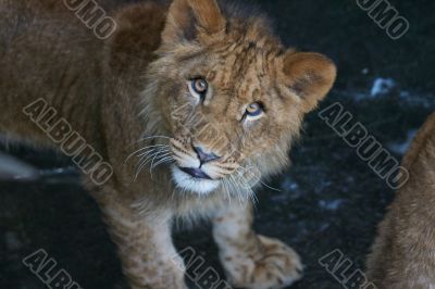 close-up of a cute lion cub
